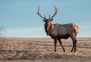 Obraz premium Elk