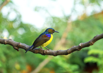 little bird in the nature