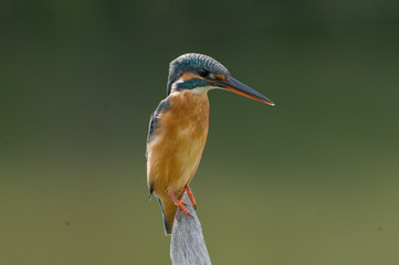 Common kingfisher, a little kingfisher bird