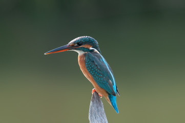 Common kingfisher, a little kingfisher bird