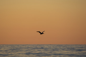 Fototapeta na wymiar Dusk Bird Flight at the Beach