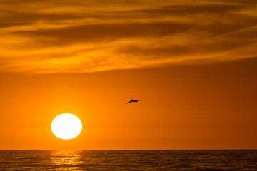 Sunset Pelican