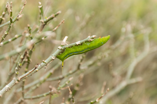Green Lunar Caterpillar