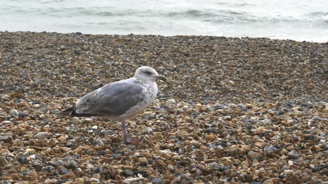a 17% slow motion clip of a seagull on brighton beach, england- recorded at 180fps