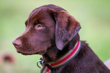Lovely red brown Labrador Retriever head shot