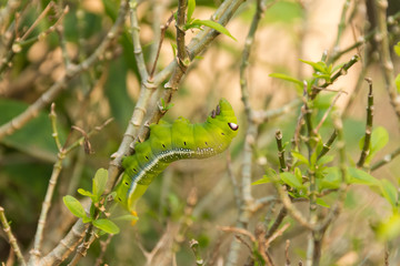 Green Lunar Caterpillar