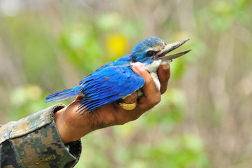 Help the bird from net