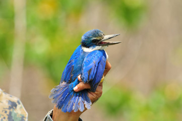Help the bird from net