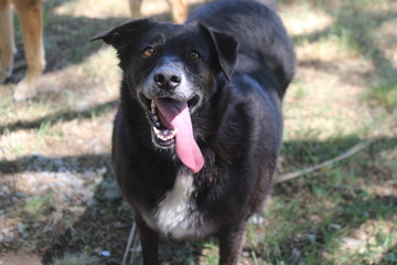 dog black
