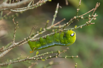 Green Lunar Caterpillar