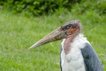 Marabou Stork in Tanzania, Africa