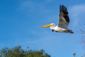 American White Pelican Soaring 
