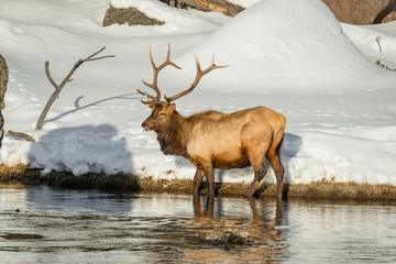 Naklejka na ściany i meble Bull Elk with full rack forages for food along the edge of the Madison River in Yellowstone National Park