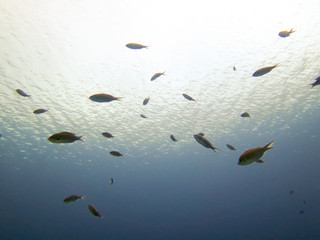 A few small fish underwater