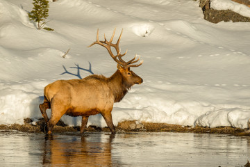 Bull Elk with full rack forages for food along the edge of the Madison River in Yellowstone National Park