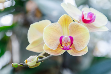 Orchid flower in orchid garden at winter or spring day for postcard beauty and agriculture idea concept design. Phalaenopsis orchid or Moth orchid.