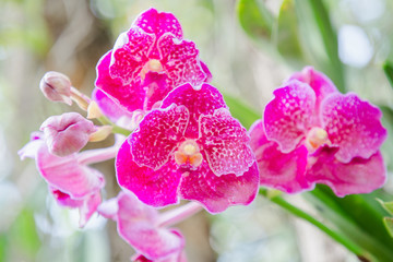 Orchid flower in orchid garden at winter or spring day for postcard beauty and agriculture idea...