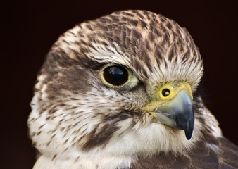 A Saker Falcon (Falco cherrug) on a black background.