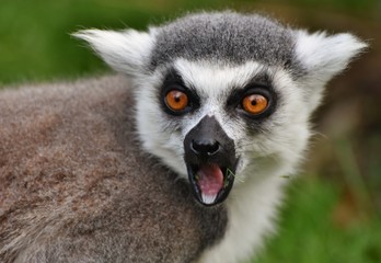 Naklejka premium Ring-tailed Lemur (Lemur catta), found only on the African island of Madagascar.