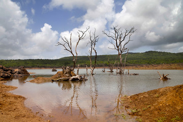 Barren trees in lake