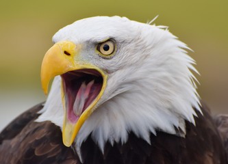 A Bald Eagle (Haliaeetus leucocephalus) screeching with a green forest background.
