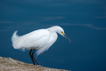 Obraz premium Snowy Egret focused