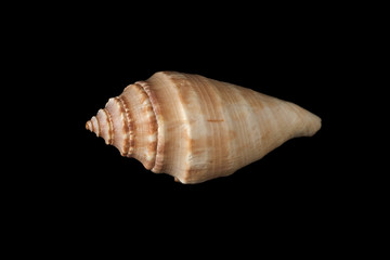 sea shell isolated on black background