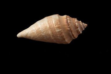 sea shell isolated on black background