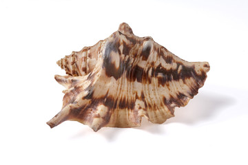 Seashell isolated on a white background.