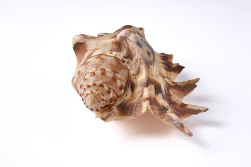 Seashell isolated on a white background.