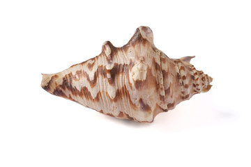 Seashell isolated on a white background.