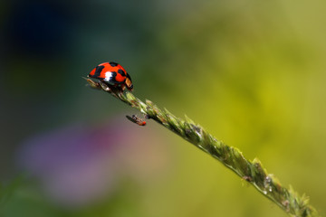 lady bugs with flies