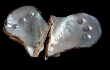  pearl farm ,Western Australia showing blister pearls in shell.