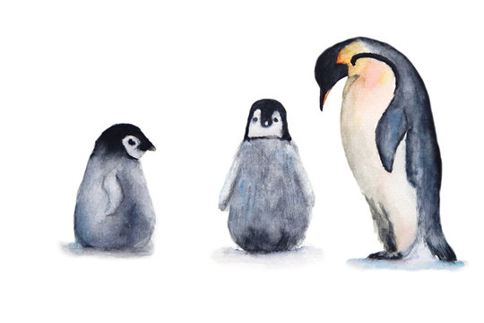 watercolor penguin set. isolated white background.