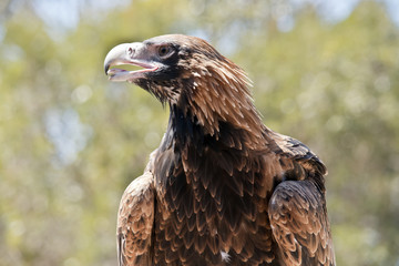 Fototapeta premium wedge tailed eagle