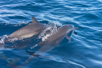 Obraz premium Two dolphins swimming in turquoise sea 