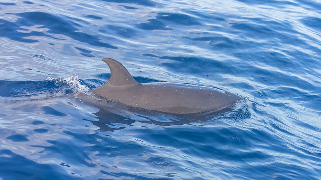Dolphin swimming and diving in turquoise sea 
