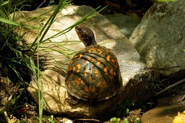 Box turtle in backyard garden