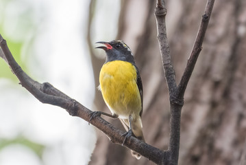 Bananaquit, Coereba flaveola, colorful small bird singing on a tree
