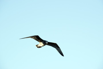 Fototapeta na wymiar juvenile pacific gull