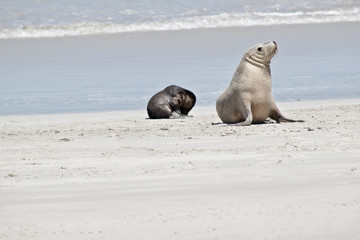 Naklejka premium sea lion and pup
