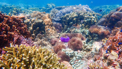 Fototapeta na wymiar Beautiful coral reef in underwater.
