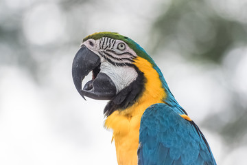 Blue and yellow Macaw, beautiful parrot, head 
