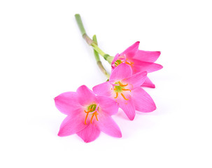 Fototapeta na wymiar Pink flower on white background