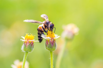 a Bee perched on the beautiful flower