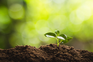 Plant a tree Natural tree Green backgroun
