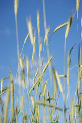 Ears of rye against the sky