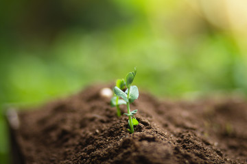 Planting trees Tree growth Seeding Fourth step seed is a tree.