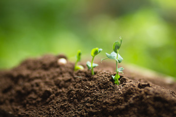 Planting trees Tree growth Seeding Fourth step seed is a tree.