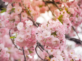 Beautiful Pink Sakura full blooming at the season, Osaka, Japan
